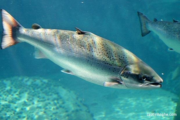 Tại sao bất kỳ ai cũng cần Omega 3? Tại sao bất kỳ ai cũng cần Omega 3?